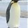 Alex Penguin