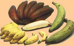 banan2.jpg