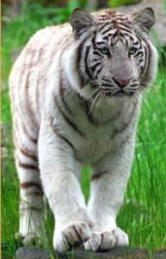 white_tiger_2.jpg