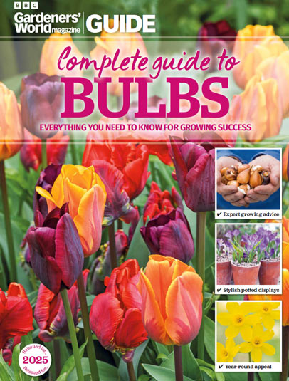 o400-Complete-Guide-to-Bulbs.jpg