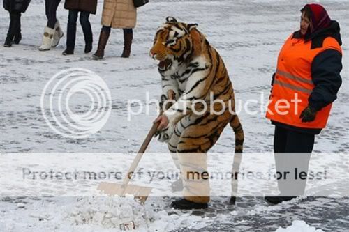 tigr_vstupaet_v_svoi_obyazanosti.jpg