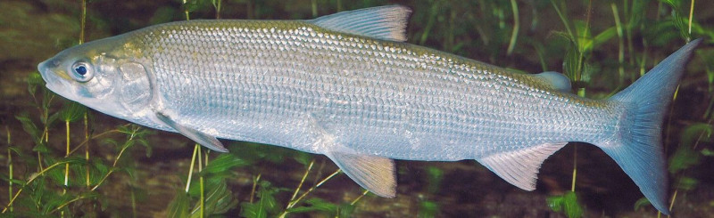 33972_800.jpg