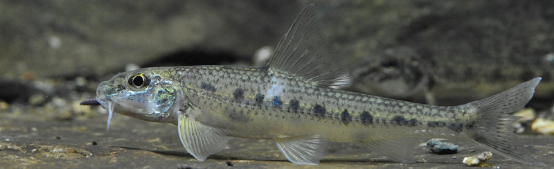 33534_800.jpg