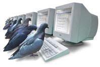 pigeons_sm.jpg